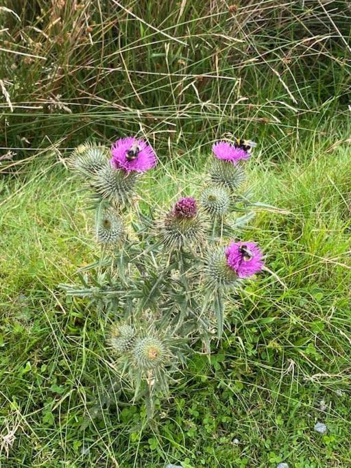 The Burrow, Langholm, Dumfries And Galloway Eksteriør bilde